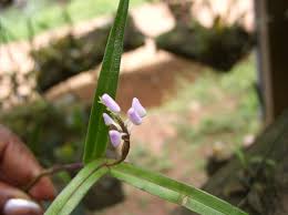 Image result for Polystachya bifida