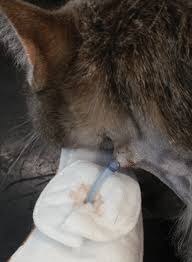 Stop pets overeating and keep prescription food separate. Supportive Feeding Methods For Small Animals Today S Veterinary Nurse