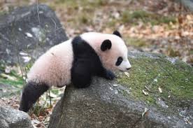 May 12, 2021 · 2021年12月31日に中国に返還されることが決まった、東京・上野動物園のジャイアントパンダ・シャンシャン。 誕生と成長、愛らしい姿に全国民がときめきましたが、日本に … ä¸Šé‡Žå‹•ç‰©åœ'ã§ãƒ'ãƒ³ãƒ€ ã‚·ãƒ£ãƒ³ã‚·ãƒ£ãƒ³ãŒå…¬é–‹ Oricon News