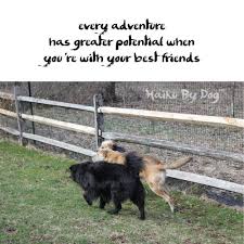 Haiku By Dog Friends Dog Poetry Dogs Dog Friends