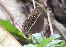 Image result for Mikania sagittifera