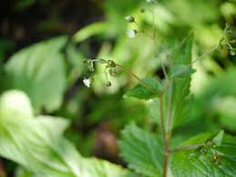 Image result for Adenostemma