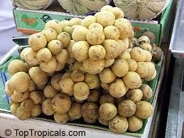 Lanzones, or langsat, is a fruit that belongs to the originally, lanzones is cultivated in the western part of southeast asia, even considered to be a. Lansium Domesticum Langsat Longkong Lanzones Toptropicals Com