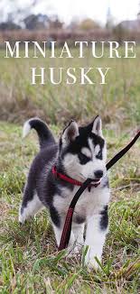 For pricing or more details.visit our pages: Miniature Husky Is This The Right Dog For Your Family