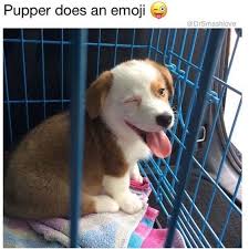 20 Animal Memes That Will Make You Happy On International Day Of Happiness Animal Memes Cute Animals Animals
