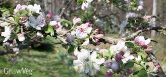 Fertilizing fruit trees and berry shrubs doesn't have to be a complicated affair. How To Fertilize Fruit Trees