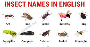 List Of Insects 25 Useful Insect Names With Pictures And