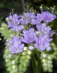 We offer flower delivery in alameda county, ca to the following zip codes in an award winning gift box and through our affiliated local florists in and around oakland, california Pin On Flores