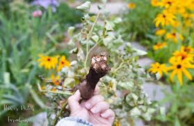 Trim off the rose canes down to 6 to 8 inches long. How To Save A Dying Rose Bush Flower Patch Farmhouse