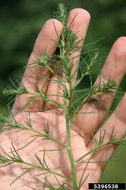 Image result for Salsola