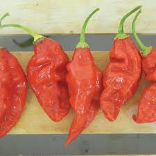 Known to be wickedly spicy, this pepper has been used to breed other superhots. Trinidad Scorpion Butch T Pepper Seeds Urban Farmer