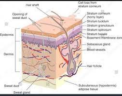 Human skin color ranges from the darkest brown to the lightest hues. Draw The Diagram Of Vertical Section Of Human Skin Fast Brainly In