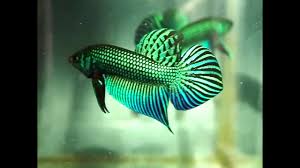 Wild betta breeder and hobbyist with a passion for the conservation of these species. Amazing Show Quality Betta Mahachaiensis Flaring Franksbettas Youtube