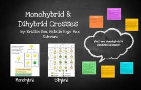 Cross a flower that is heterozygous for both traits with another flower that is pink and tall. Monohybrid Crosses By Kristin Son