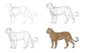 The side view cat portrait of young white face tabby domestic cat. Sketchbook Original How To Draw Big Cats Monika Zagrobelna