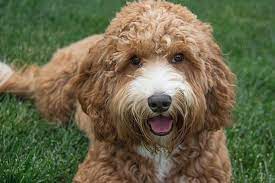 Springdale labradoodles is a breeder of miniature & medium australian labradoodle puppies located in greensboro, north carolina. Serenity Springs Doodles Labradoodle Bernedoodle Puppies California