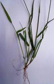 Image result for Digitaria longiflora