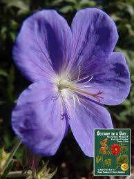 Image result for Geraniaceae