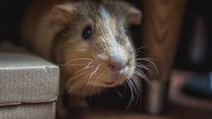 5 penyakit yang tidak menyebarkan jalan yang kami digunakan untuk berfikir. 7 Penyakit Yang Disebabkan Oleh Tikus Bisa Mengancam Nyawa Hot Liputan6 Com