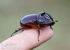 Find & download free graphic resources for european rhinoceros beetle. European Rhinoceros Beetle Photos European Rhinoceros Beetle Images Nature Wildlife Pictures Naturephoto