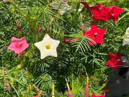 Image result for Ipomoea barteri