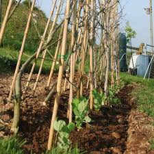 How long do peas take to grow peas, like other annuals, have a life cycle of one year. Everything You Need To Know About How To Grow Peas