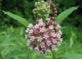 Check spelling or type a new query. Can Native Plants Be Invasive Ecobeneficial
