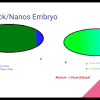 Ovary protein extraction by sample homogenization. 1