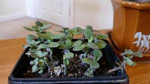 Check spelling or type a new query. Jade Plant No Water For 9 Months Youtube