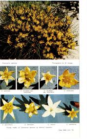 Image result for Crotalaria teretifolia