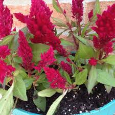 Dwarf Celosia Flowers Green Thumb Garden