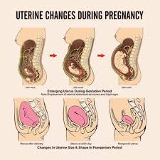 Image result for uterus