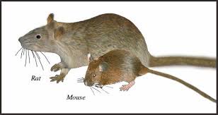 What Is The Difference Between A Rat And A Mouse Cat In Heat Rats Pets