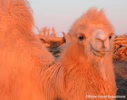 Because camels store nutritients in their humps. Bactrian Camel Gobi Desert Mongolia Stone Horse Expeditions Stone Horse Mongolia