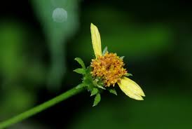 Image result for Bidens biternata