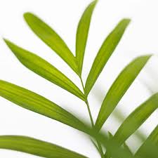 Image result for Eulophia elegans