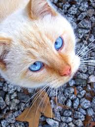 The british shorthair is often thought of as a blue cat. View Topic Need Warrior Cats For My Story Chicken Smoothie Pretty Cats Beautiful Cats Cute Cats