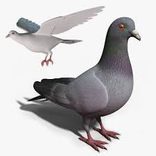 Pigeon Rigged Dove Animation 3d Model Animation 3d Model Character Design