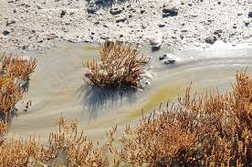 Image result for Sarcocornia