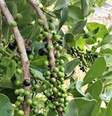 Image result for Chassalia umbraticola