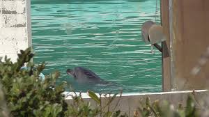 イルカのハニーを助けて 閉鎖水族館に残され 譲渡先早く決めてあげて ガールズちゃんねる Girls Channel