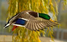 See the best duck hunting wallpapers free download collection. Duck Hunting Backgrounds Wallpaper Cave