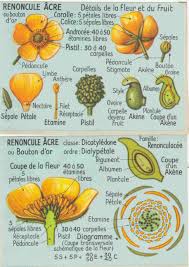 Une Histoire De Carottes D Oeufs Et De Cafe Video Carotte œufs Cafe