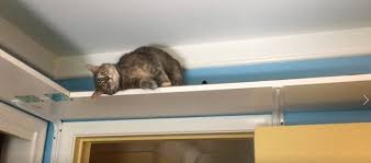 Place your new cat shelf on the wall with your longer screws. Cat Shelves Diy Novocom Top