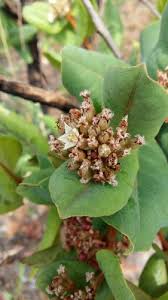 Image result for Psorospermum febrifugum