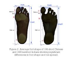 The linear measure was in old english (the exact length the current inch and foot are implied from measurements in 12c. The Science Of Foot Dysfunction And Cure Part 1 Shoe Shaped Feet Myfoot