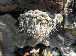 Image result for Strombosiopsis