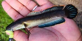 We dug up translations of 16 produce malaysians love. Mengenali Ikan Haruan Kedak Spesis Ikan Snakehead Terkecil Ultralight Fishing Tips And Tricks For Ultralight Anglers