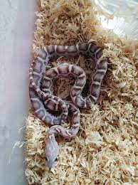 Wąż zbożowy i kilka opisanych w tej książce gatunków, należy do najpopularniejszych węży trzymanych w domowych terrariach. Waz Zbozowy Scaleless Ghost 66 Het Albino 7429186522 Oficjalne Archiwum Allegro