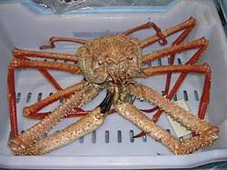 Image result for Crabbea coerulea